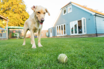 Selective Focus on a chewed tennis ball with a blurred ready to play golden Labrador dog pet on the green grass of garden. Fun active Games with pets in the Backyard Lawn on a Sunny Summer Day.