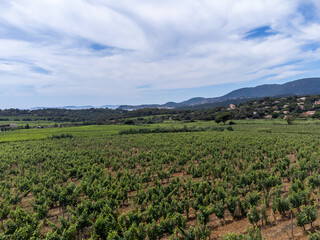 Wall Mural - Aerial view on hills, houses and green vineyards Cotes de Provence, production of rose wine near Saint-Tropez and Pampelonne beach, Var, France in summer