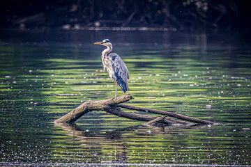 Wall Mural - great blue heron