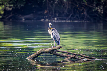 Wall Mural - great blue heron