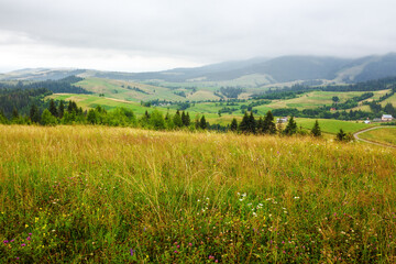 Wall Mural - mountainous countryside landscape of ukraine in summer. rolling scenery with rural valley in the dis
