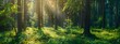 © Michal - Beautiful green forest with tall trees and sunlight in spring or summer, panorama banner