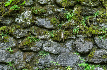 green moss on stone wall