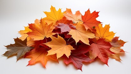 Wall Mural - pile of autumn maple leaves on white background oncept autumn colors maple leaves white background a pile of colorful autumn leaves