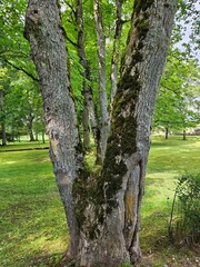 tree in the park