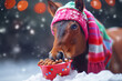 © Hype2Art - Horse wearing scarf and beanie eating food from a bowl in the snow during winter with festive background