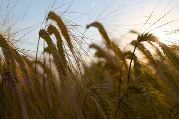 wheat field at sunset