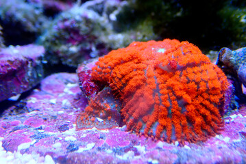 Sticker - Colorful mushroom soft coral in reef aquarium