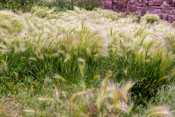 Wild barley flowing in the wind