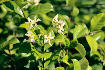 Wall Mural - Trachelospermum shrub and small yellow flowers close up
