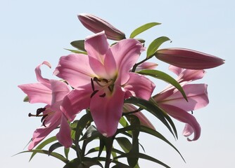 Wall Mural - beautiful pink and red lilies in the garden close up