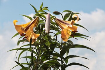 Wall Mural - pretty yellow lily in the garden close up