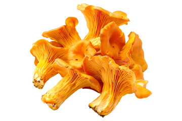 Sticker - Orange cap chanterelle mushroom isolated on a white background.