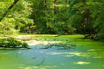 Poster - Basins and smaller ponds hidden  of the forest