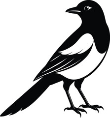 Wall Mural - Magpie silhouette on white background, Vector illustration