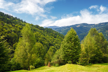 Poster - forested countryside landscape of mountainous ukraine. rural valley of rakhiv region behind the trees. sunny weather in summer