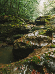 wild forest , waterfall and river