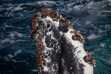 Wall Mural - Humpback whale pectoral fin closeup, Monterey Bay, California