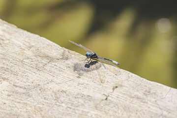 dragonfly resting on a wall