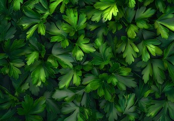 Wall Mural - Vibrant Green Parsley Leaves Background