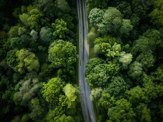 Wall Mural - Aerial View of Road Through Lush Green Forest