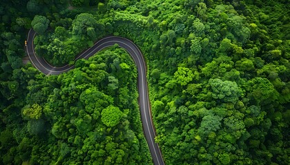 Poster - Aerial View Winding Road Through Lush Forest