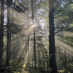 Wall Mural - Forest Light Play: Sunbeams Filter Through the Canopy in a Mystical Dance