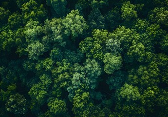 Poster - Aerial View Dense Green Forest Canopy