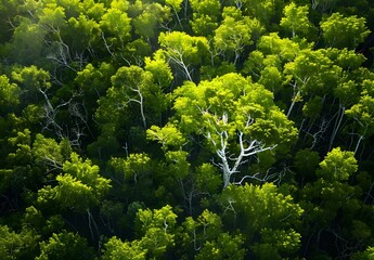 Poster - Aerial View of Lush Forest with White Birch