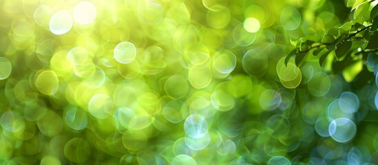 Wall Mural - abstract green bokeh background for design