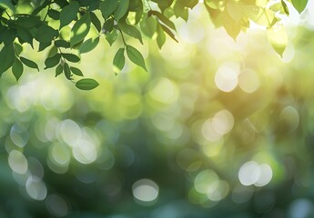Wall Mural - blurred green bokeh background for spring summer