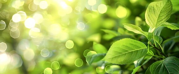 Wall Mural - abstract green leaves bokeh blur background