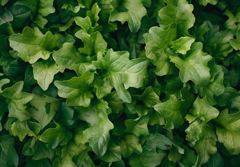 Wall Mural - Fresh Green Salad Leaves Texture Background