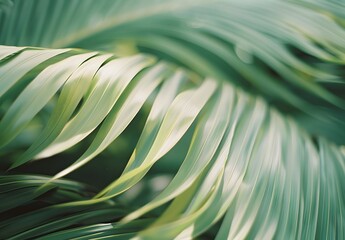 Poster - Palm Fronds Texture - Green Leaf Detail