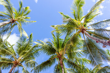 Beautiful palm trees at Hawaii