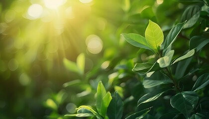 Wall Mural - sunlight through green leaves, nature background