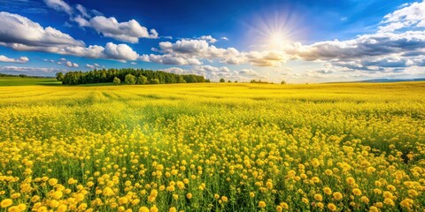 Wall Mural - Blooming spring meadow with fields of yellow flowers, perfect for wallpaper or decoration, Spring, meadow, fields