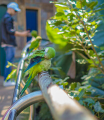 Wall Mural - macaws