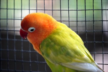 close-up of a fischer's lovebird (agapornis fischeri) with light green feathers, an orange head, and