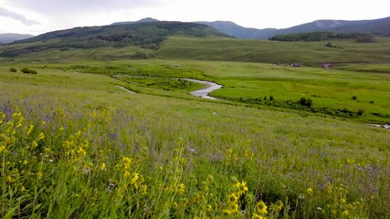 Wall Mural - Wildflower meadow along brush creek trail in Colorado during Summer time.