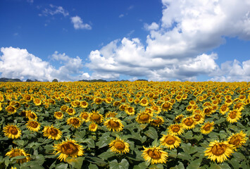 Sunflower blossom viewed from below against blue sky.