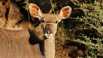 Sticker - Close-up portrait of a female kudu antelope (Tragelaphus strepsiceros), South Africa