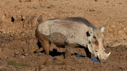 Poster - A warthog (Phacochoerus africanus) drinking at a muddy waterhole, Mokala National Park, South Africa