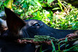 © Akram - Close-up of a buffalo bull's head, tied and resting on the ground in its natural environment. Captures the essence of wildlife and natural behavior