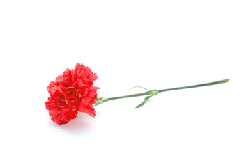 Wall Mural - red carnation flower isolated on a white background