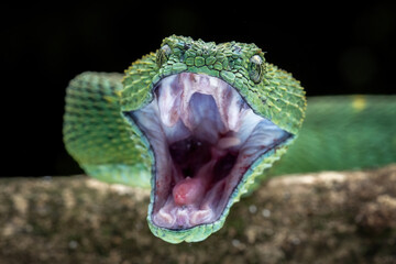 Wall Mural - Closeup head of Western Bush Viper or West African Leaf Viper (Atheris clorechis). The species is a gorgeous viper from West Africa.