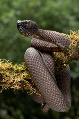 Wall Mural - Mangrove Pit Viper (Trimeresurus purpureomaculatus) native to India and Bangladesh.