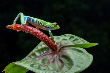 Wall Mural - Red-eyed Tree Frog (Agalychnis callidryas) is one of the most recognizable frogs due to its characteristic bright red eyes.