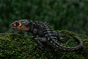 Wall Mural - The Red-eyed Crocodile Skink (Tribolonotus gracilis) on mossy rock.