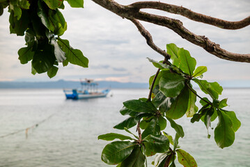 Wall Mural - Ketapang tree branches hanging on the beach. Ketapang or Terminalia catappa is a type of shady beachside tree